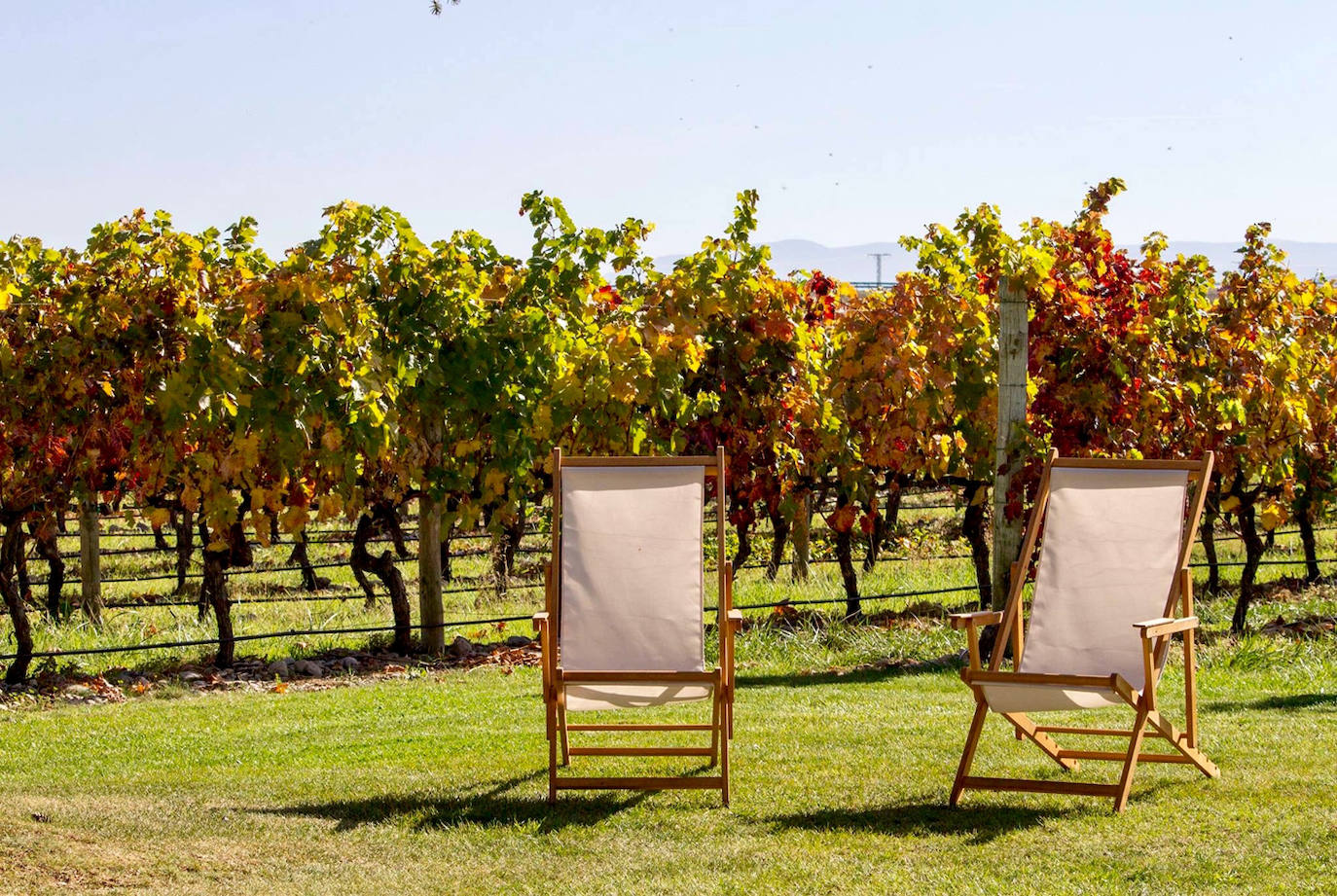 Terraza en un viñedo 