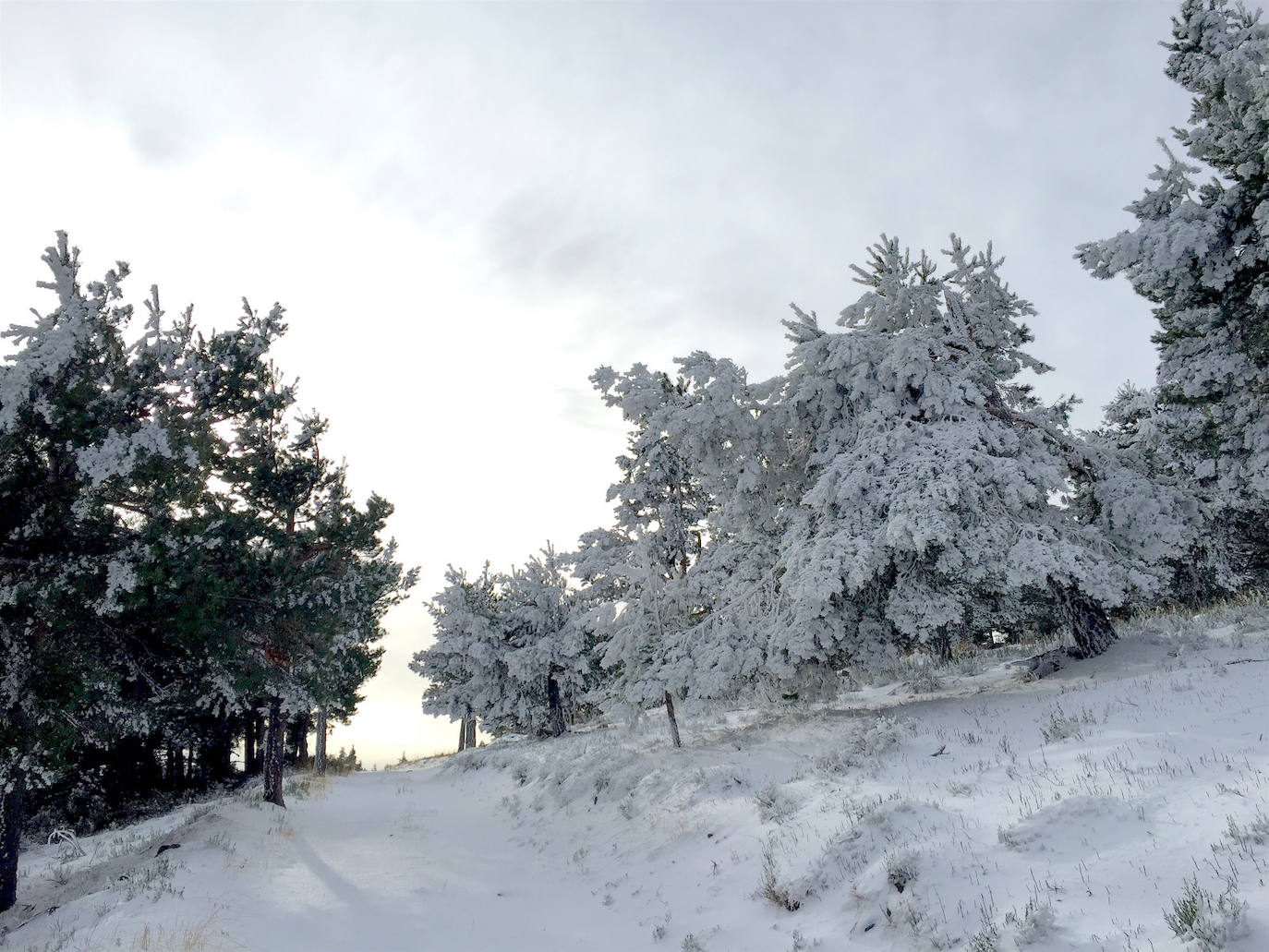 Fotos: La nieve cubre el monte de la Agenzana, en El Rasillo