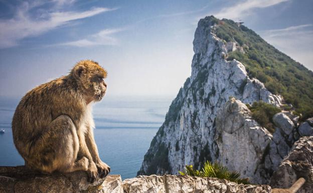 Los «verdaderos dueños»: un macaco de Berbería, con el Peñón al fondo.