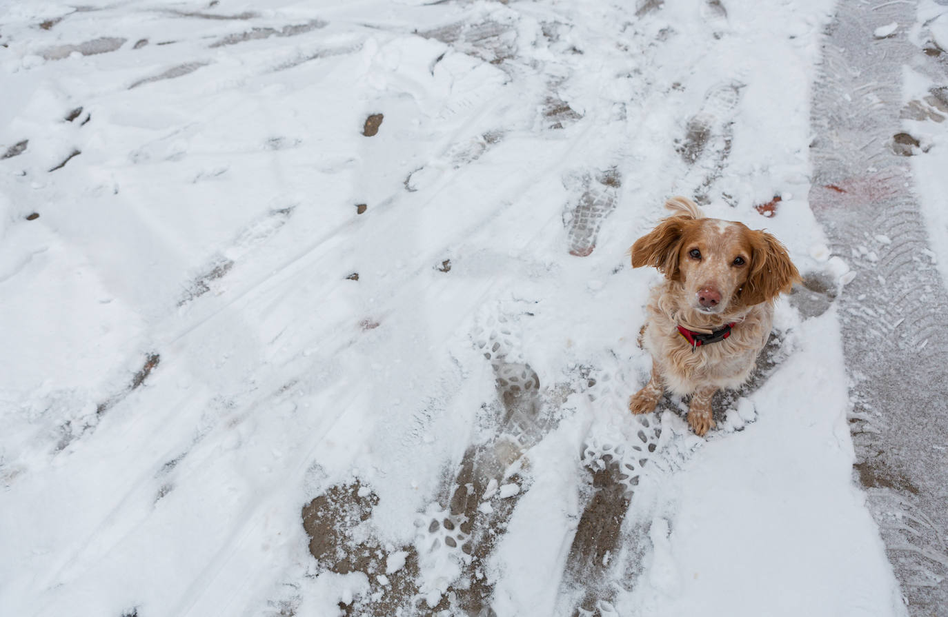 Fotos: Jornada de nieve en Uruñuela