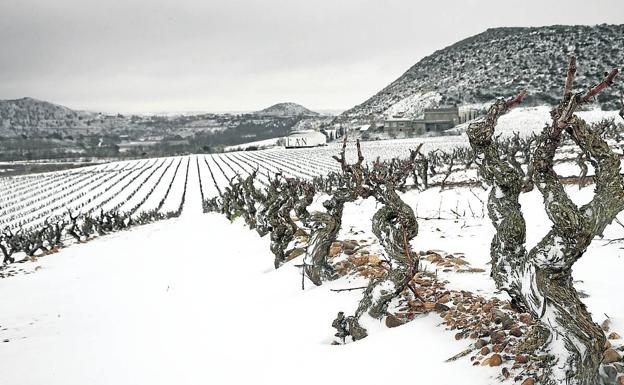 Viña Lanciano, de Bodegas LAN. 