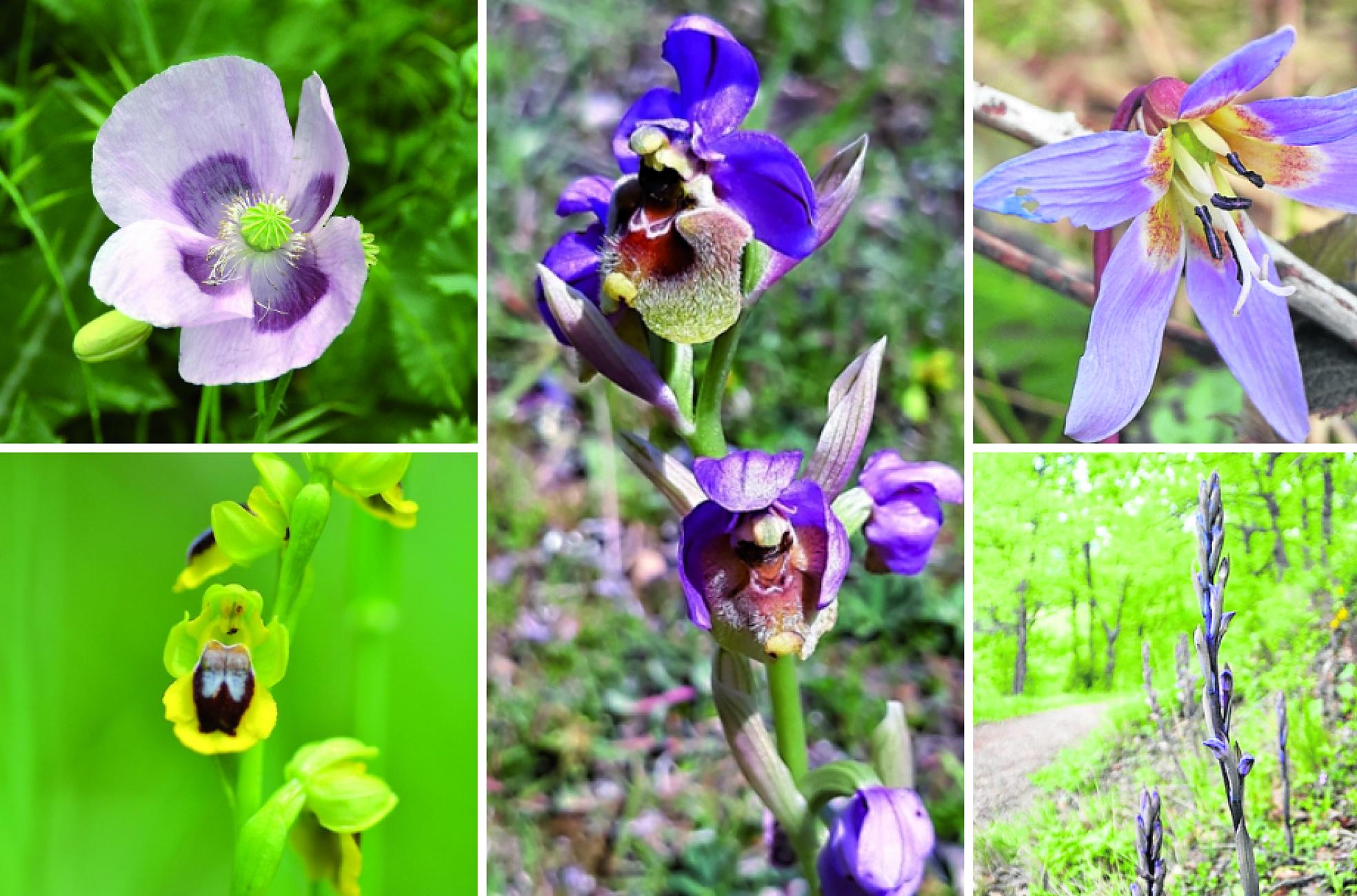 Un libro de trescientas flores riojanas