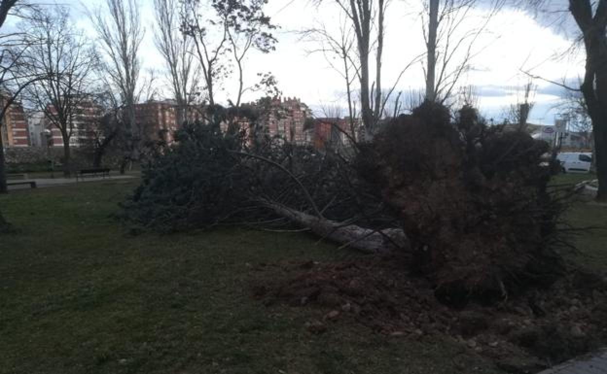 Un árbol tirado por el viento esta mañana en el parque México en Logroño. 