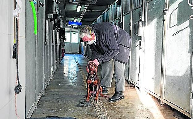 La podenca se deja poner el collar por parte de su dueño. 