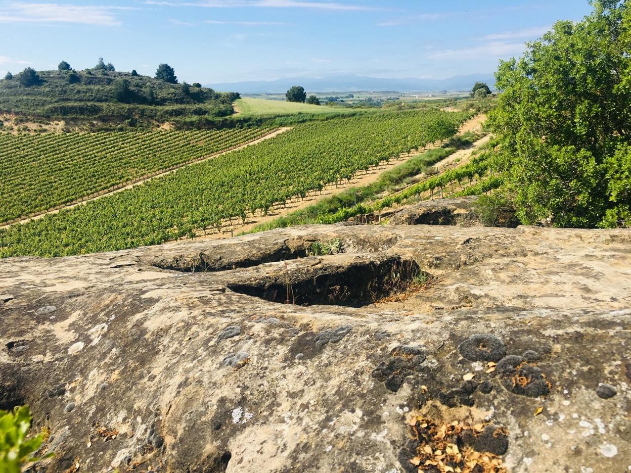 Lagares y viñedo se entremezclan en los recorridos. 