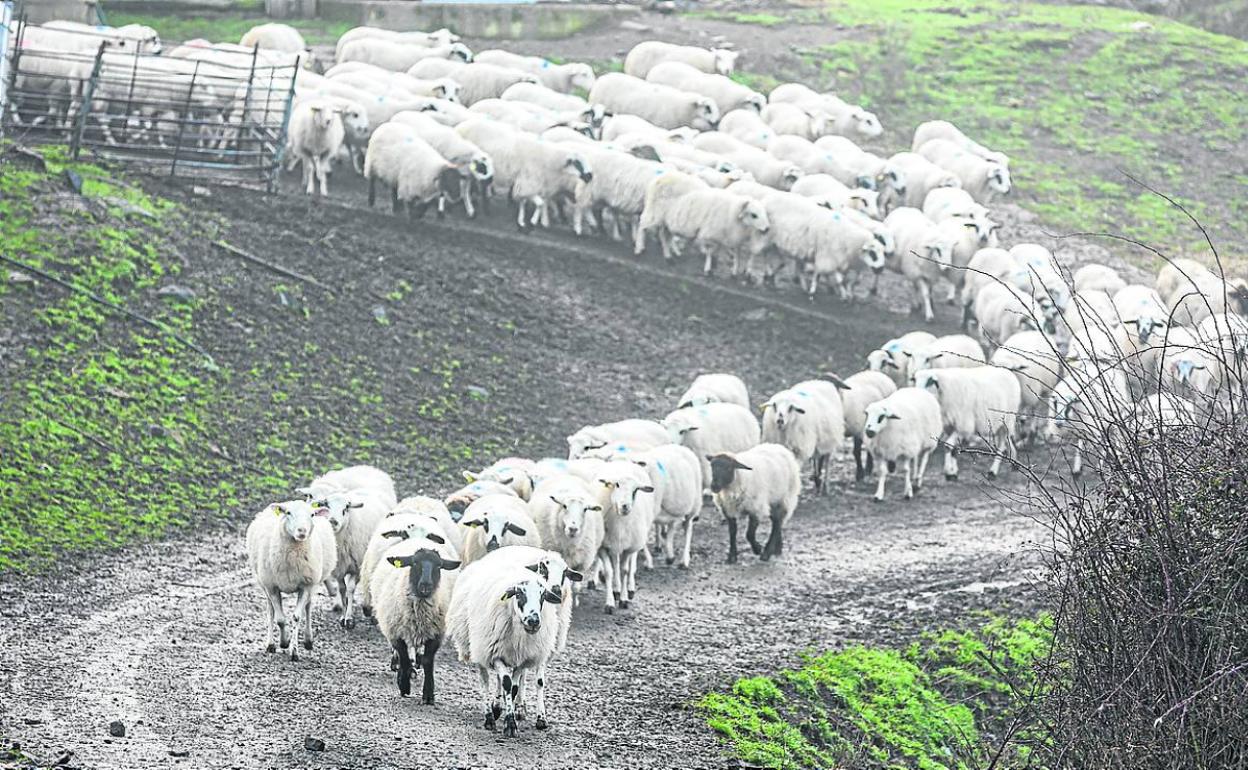 Los ganaderos temen que la prohibición de cazar al lobo sea la puntilla a  La Rioja vacía | La Rioja