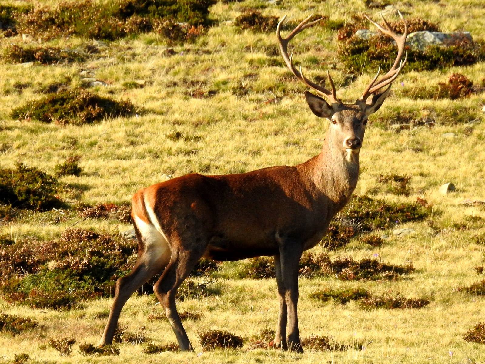 Fotos: Fernando Evangelio atesora una colección de miles de imágenes de animales riojanos