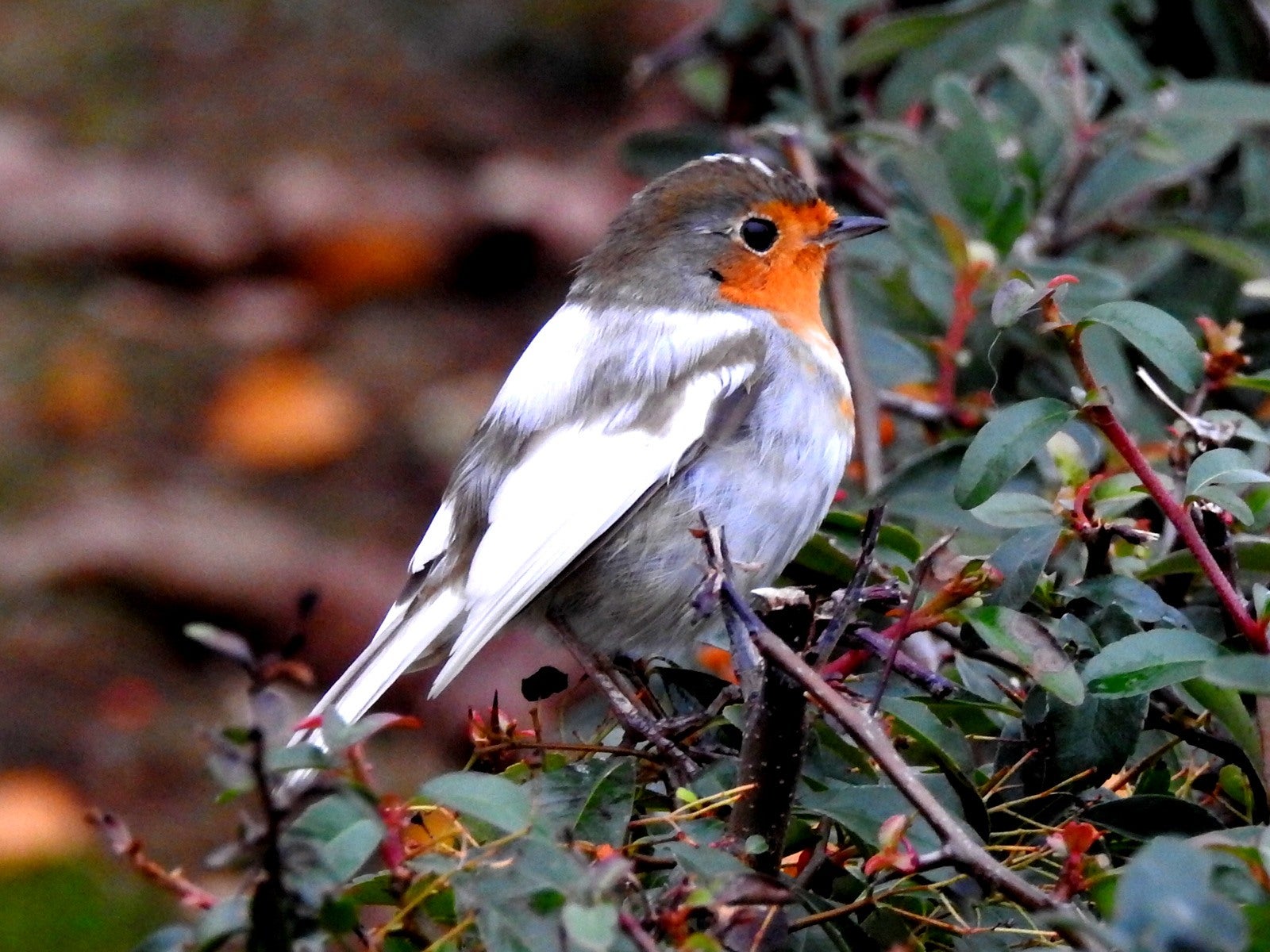 Fotos: Fernando Evangelio atesora una colección de miles de imágenes de animales riojanos