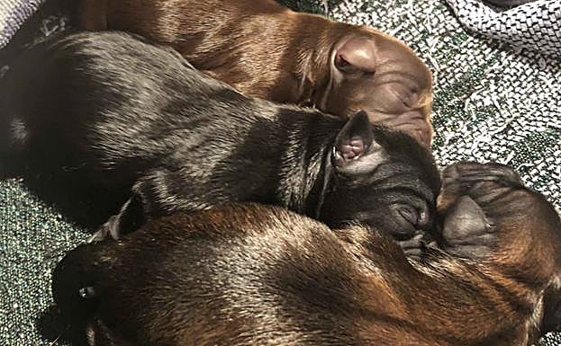 Imagen principal - Encuentran a la maltratadora de perros de Santo Domingo porque ofreció los animales en Facebook