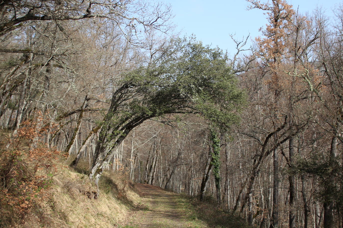 El espacio natural de Almarza de Cameros, repleto de bosques y senderos, flora y fauna, cuenta con nuevos alicientes para ser visitado