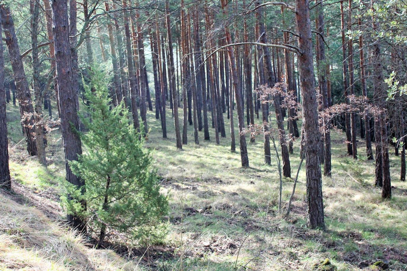 El espacio natural de Almarza de Cameros, repleto de bosques y senderos, flora y fauna, cuenta con nuevos alicientes para ser visitado