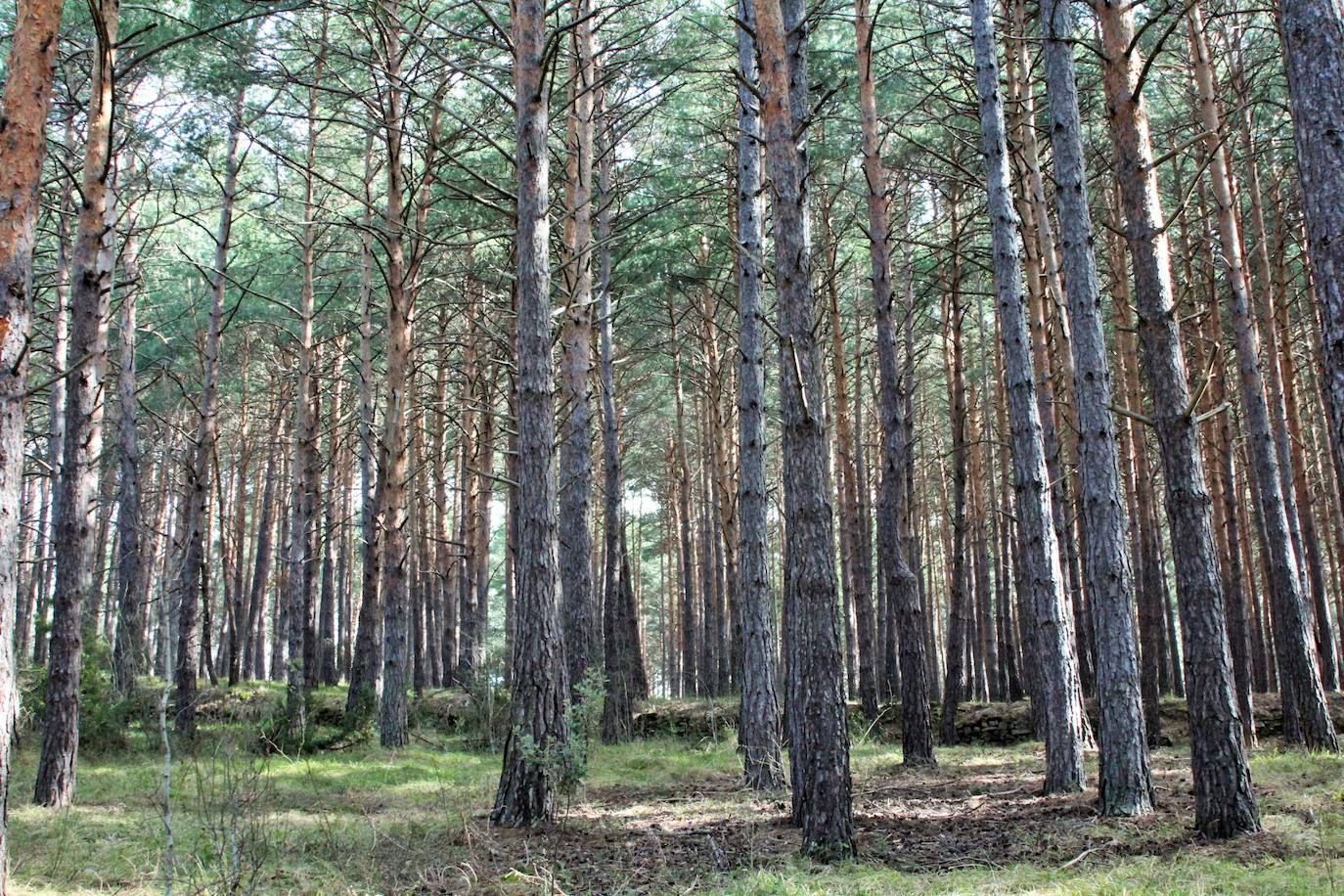 El espacio natural de Almarza de Cameros, repleto de bosques y senderos, flora y fauna, cuenta con nuevos alicientes para ser visitado