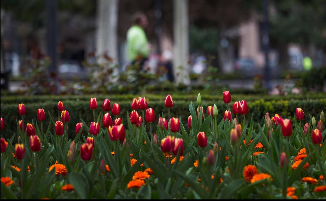 Tulipanes en El Espolón. 