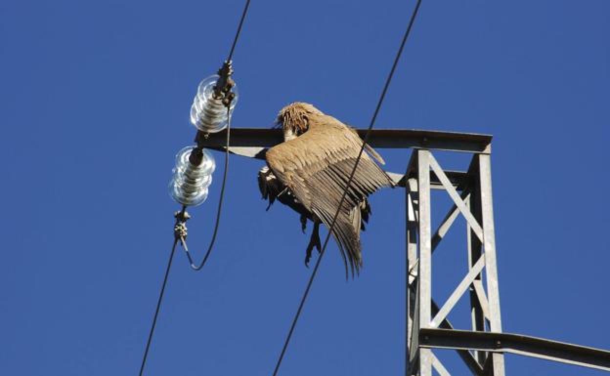 Buitre leonado electrocutado en un tendido de alta tensión. 