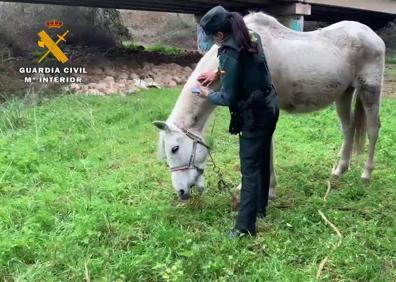 Imagen secundaria 1 - Abandona a un caballo debajo de un puente y sin comida en Villamediana