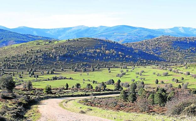 Dehesa de Valgañón. Un lugar lleno de encanto paisajístico y de acebos gigantes. 