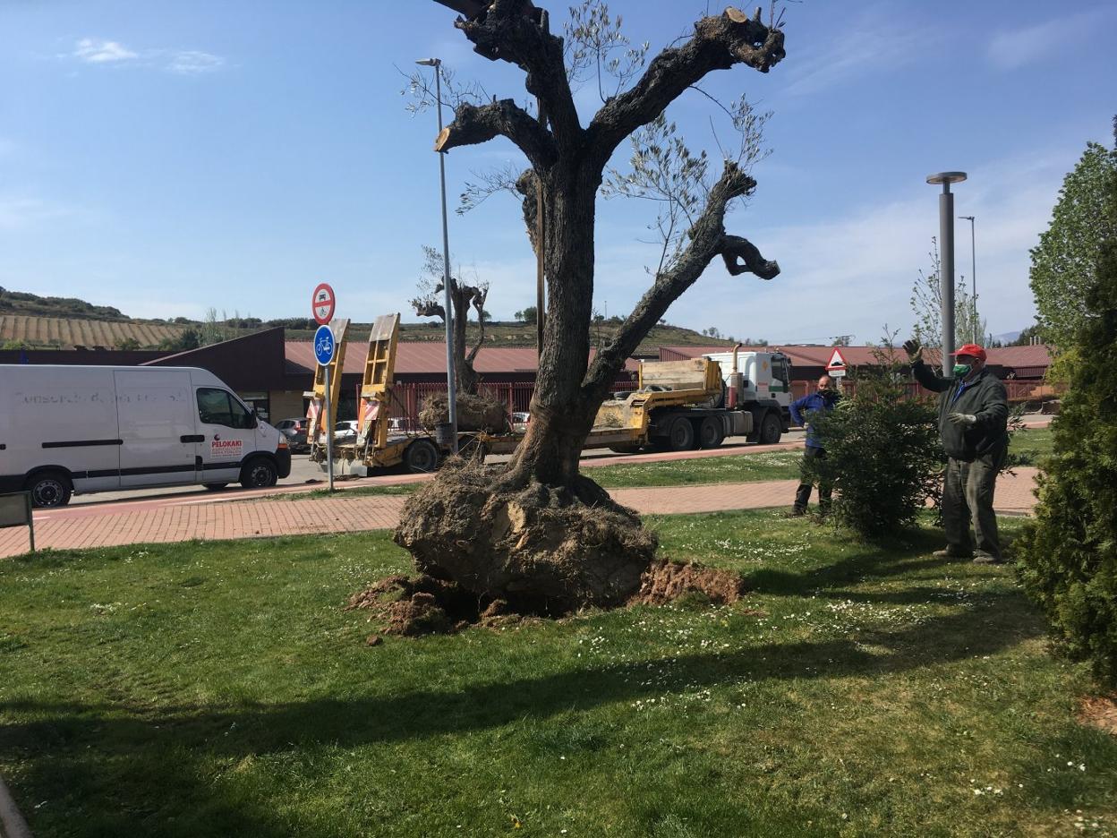 Plantados olivos centenarios en Fuenmayor