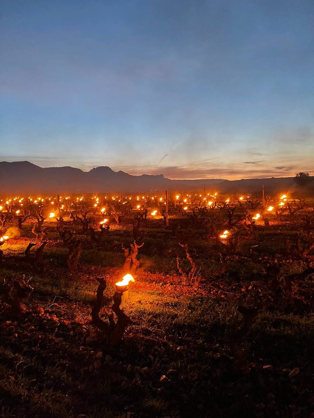 Velas de fuego en Bodegas Tierra, paja ardiendo entre los viñedos Artuke, tratamientos preventivos en Exopto..., espectaculares imágenes de una noche larga que, parece, se salva sin apenas daños