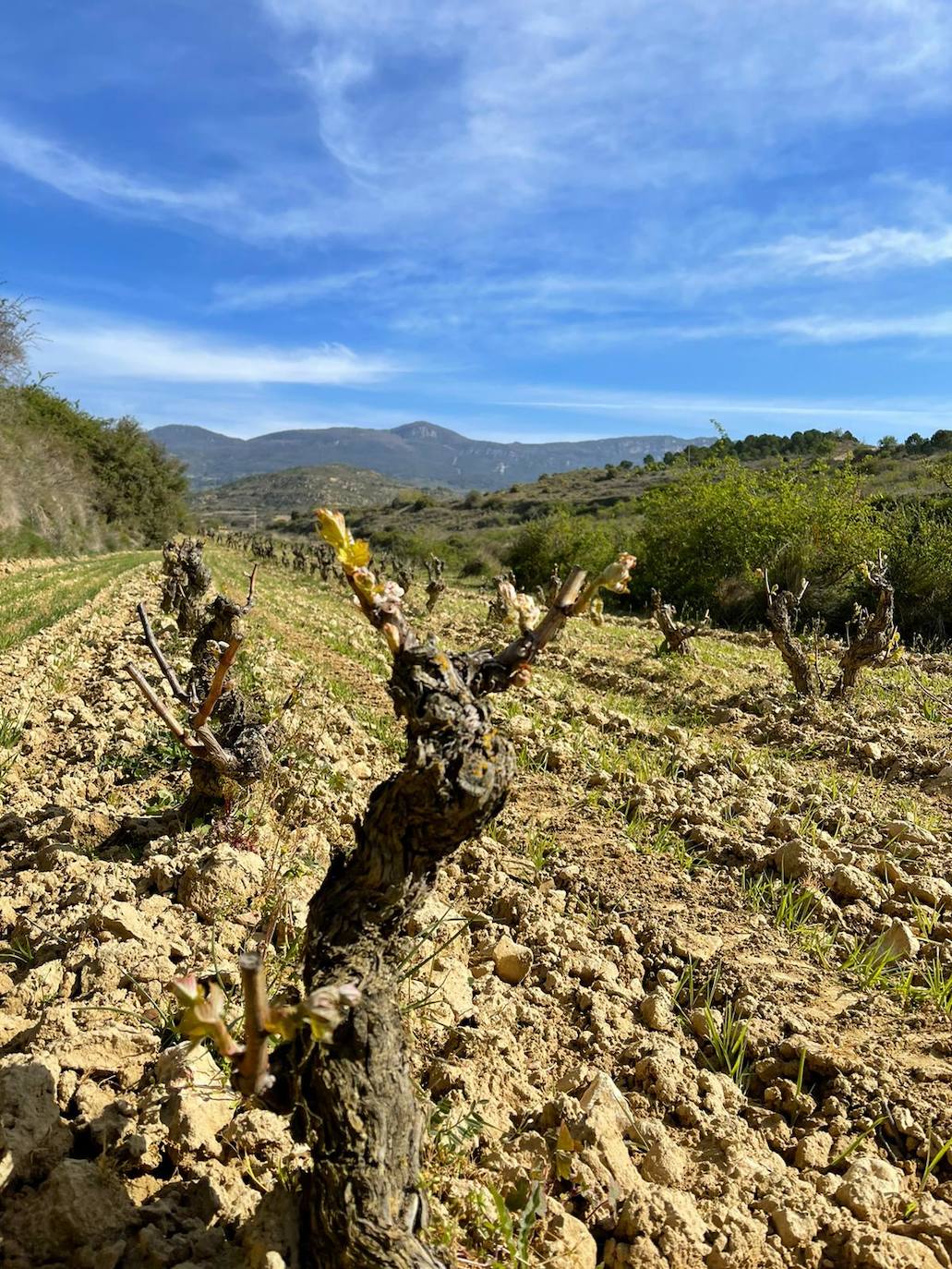 Velas de fuego en Bodegas Tierra, paja ardiendo entre los viñedos Artuke, tratamientos preventivos en Exopto..., espectaculares imágenes de una noche larga que, parece, se salva sin apenas daños