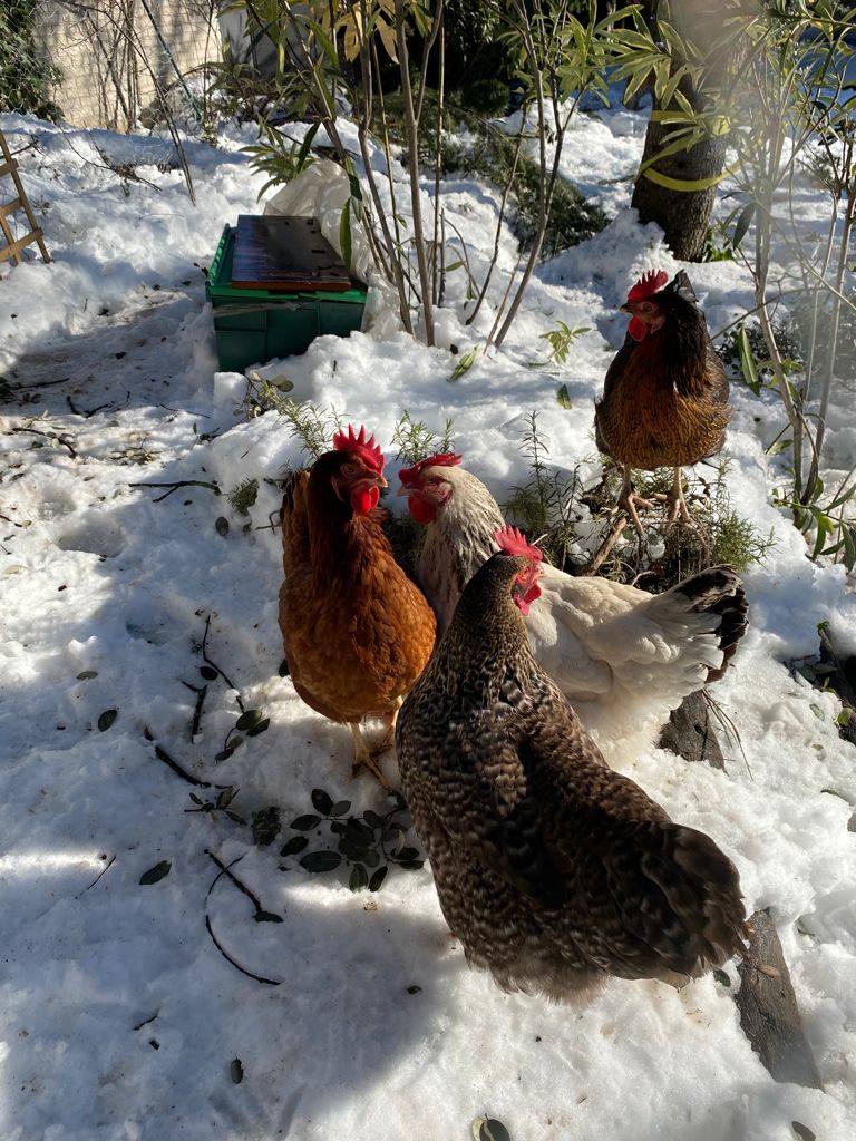 Imagen secundaria 2 - Arriba: Peli, Katie, Lehendakari y Fernando Simón, las gallinas de Andrés Prieto, junto a su perra Musa. Abajo-izquierda: La camiseta que se hizo su familia en la cuarentena en la que aparecen dibujos que simbolizan a sus 4 gallinas y pone 'Equipo cuarentena Covid-19'. Abajo-izquierda: Las cuatro gallinas durante la borrasca Filomena en Madrid.