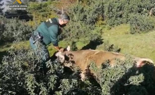 El Seprona auxilia a una vaca que tenía dificultades durante el parto