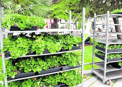 Imagen secundaria 1 - Carros con las plantas que se han colocado en los jardines y obras para el riego automático en el paseo de Valvanera. .