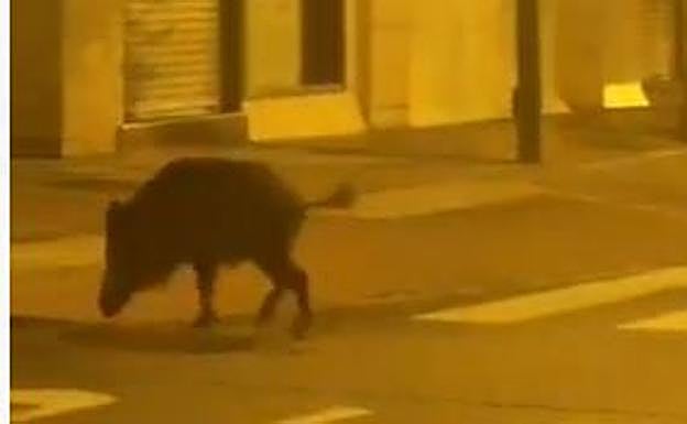 Un jabalí de paseo por la calle Siete Infantes de Logroño
