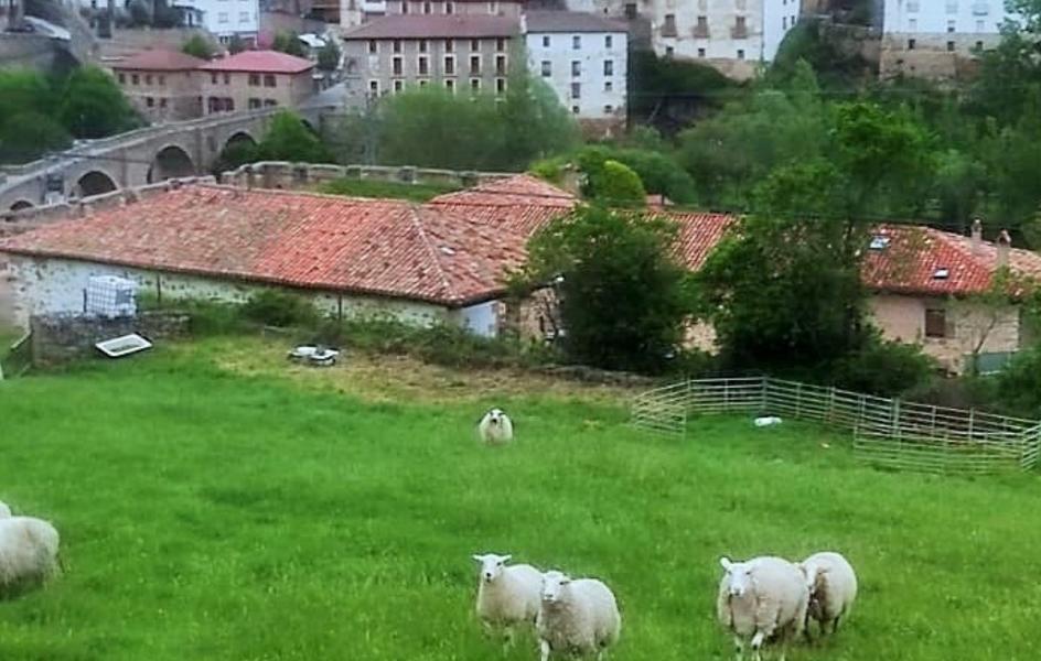 El lobo acecha a las puertas de Villoslada