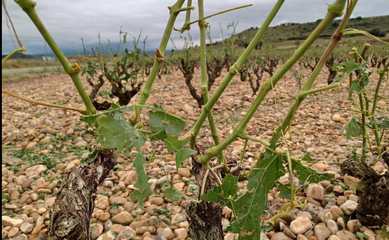 Viñedos afectados por el pedrisco en Lapuebla. 