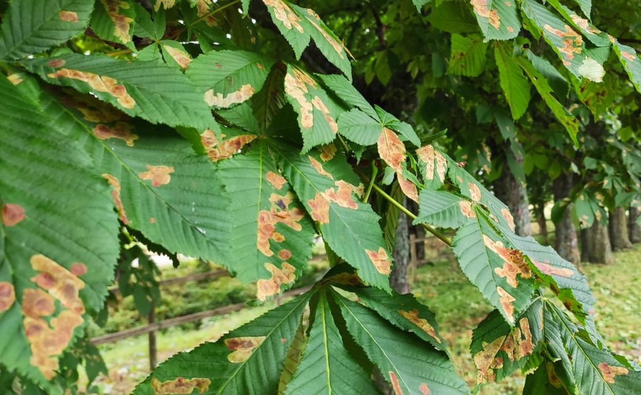 Imagen tomada el pasado viernes de hojas afectadas por el insecto en castaños de Indias del paseo de Los Molinos. 