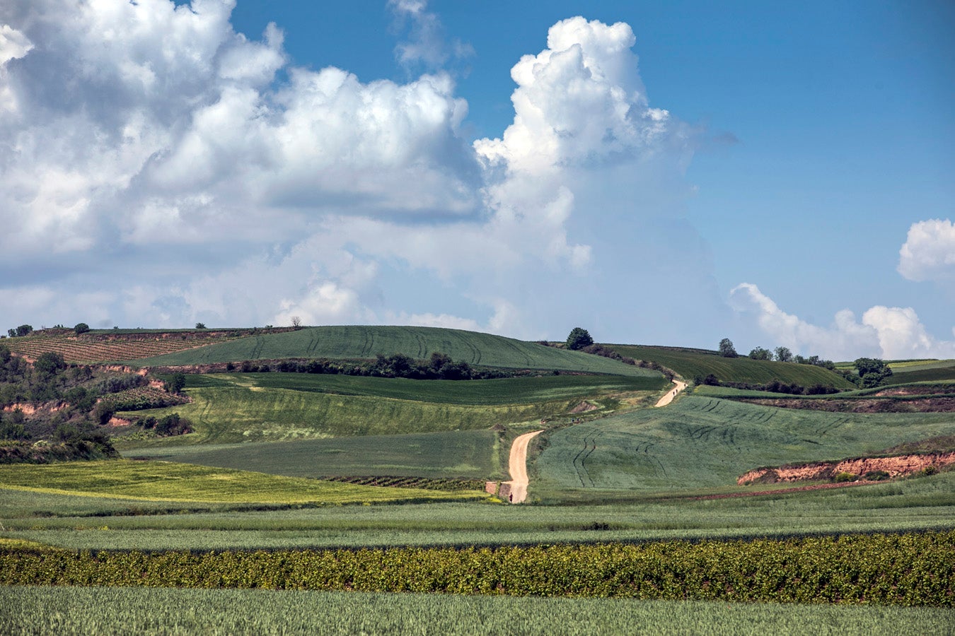 Fotos: Segunda etapa del Camino de Santiago: almazuela de olores y de colores