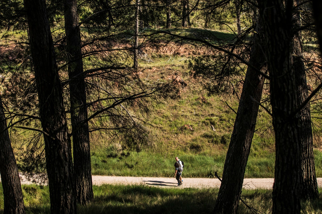 Fotos: Segunda etapa del Camino de Santiago: almazuela de olores y de colores