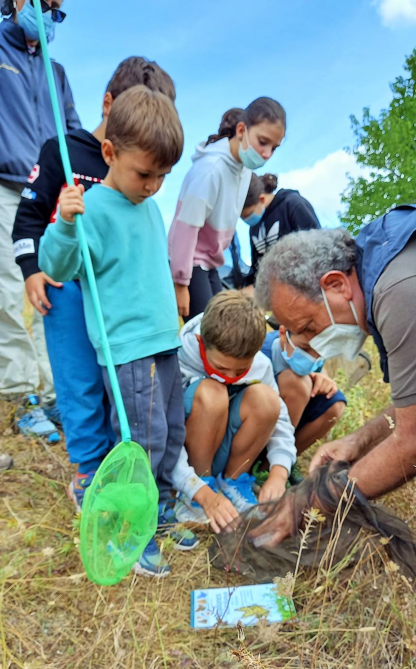 La Asociación Benéfico Cultural de Nieva de Cameros y la Asociación por el Medio Ambiente Rural en La Rioja han celebrado dos jornadas con el título 'Conociendo las mariposas'. Primero se celebró una en la aldea Montemediano, donde se lograron identificar fácilmente diecinueve especies el pasado 18 de julio, y después, el domingo 1 de agosto, se catalogaron una veintena de mariposas en Nieva, algunas tan singulares como la tigre.