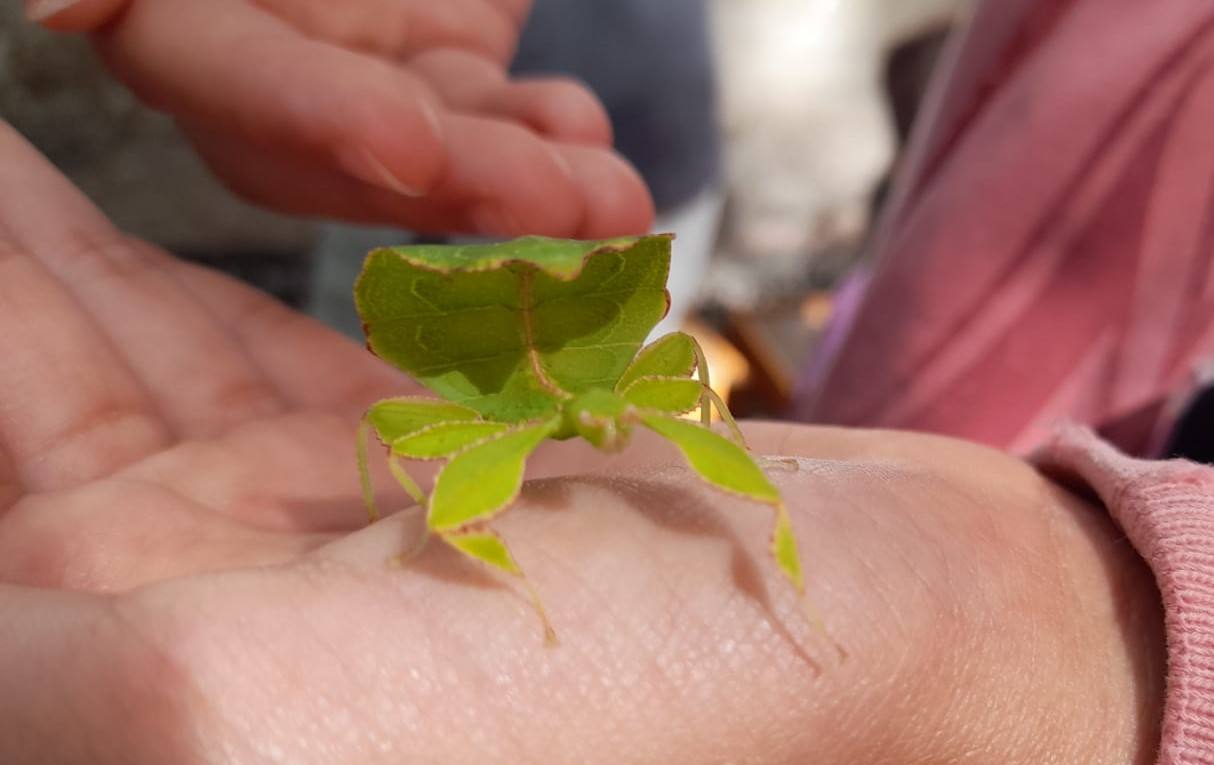 La Asociación Benéfico Cultural de Nieva de Cameros y la Asociación por el Medio Ambiente Rural en La Rioja han celebrado dos jornadas con el título 'Conociendo las mariposas'. Primero se celebró una en la aldea Montemediano, donde se lograron identificar fácilmente diecinueve especies el pasado 18 de julio, y después, el domingo 1 de agosto, se catalogaron una veintena de mariposas en Nieva, algunas tan singulares como la tigre.