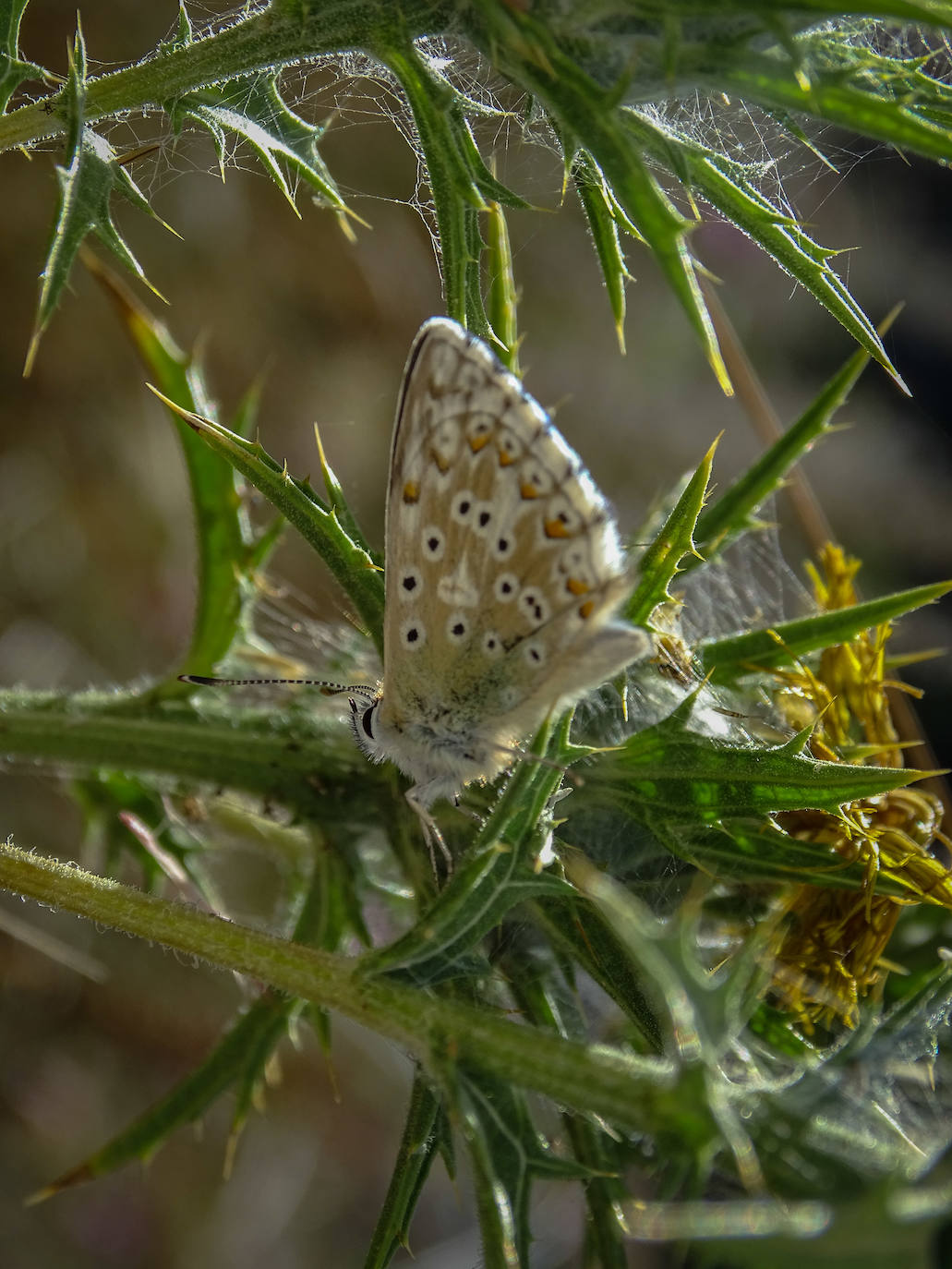 La Asociación Benéfico Cultural de Nieva de Cameros y la Asociación por el Medio Ambiente Rural en La Rioja han celebrado dos jornadas con el título 'Conociendo las mariposas'. Primero se celebró una en la aldea Montemediano, donde se lograron identificar fácilmente diecinueve especies el pasado 18 de julio, y después, el domingo 1 de agosto, se catalogaron una veintena de mariposas en Nieva, algunas tan singulares como la tigre.