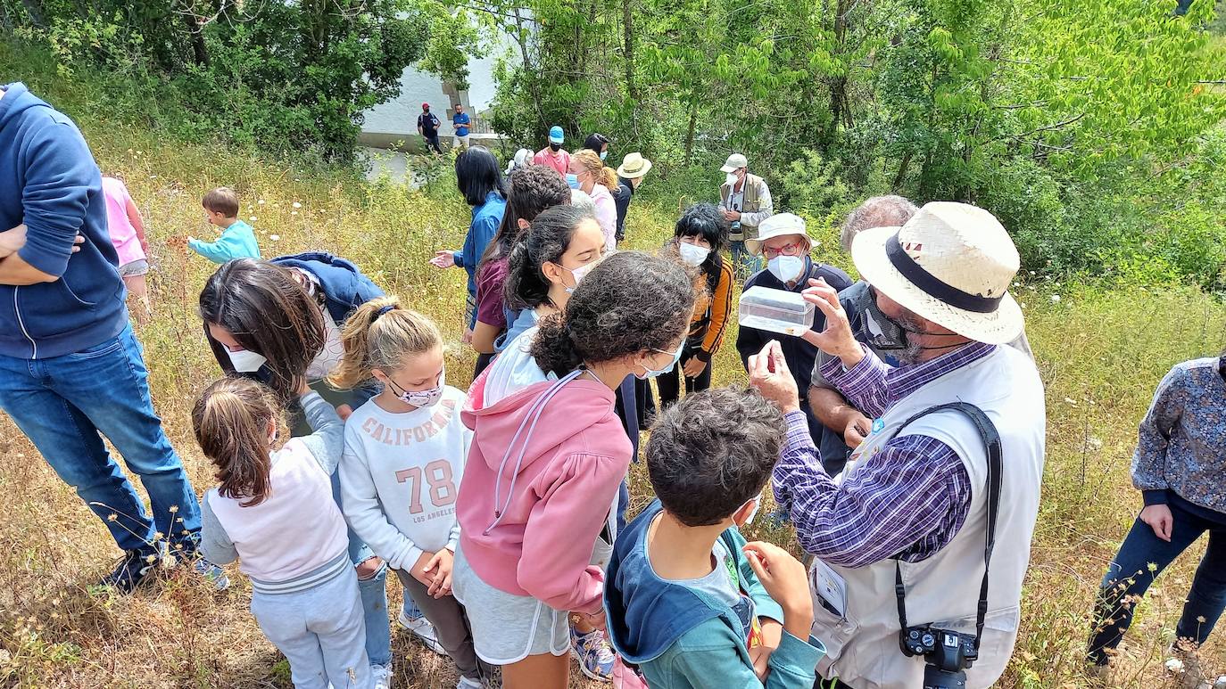 La Asociación Benéfico Cultural de Nieva de Cameros y la Asociación por el Medio Ambiente Rural en La Rioja han celebrado dos jornadas con el título 'Conociendo las mariposas'. Primero se celebró una en la aldea Montemediano, donde se lograron identificar fácilmente diecinueve especies el pasado 18 de julio, y después, el domingo 1 de agosto, se catalogaron una veintena de mariposas en Nieva, algunas tan singulares como la tigre.