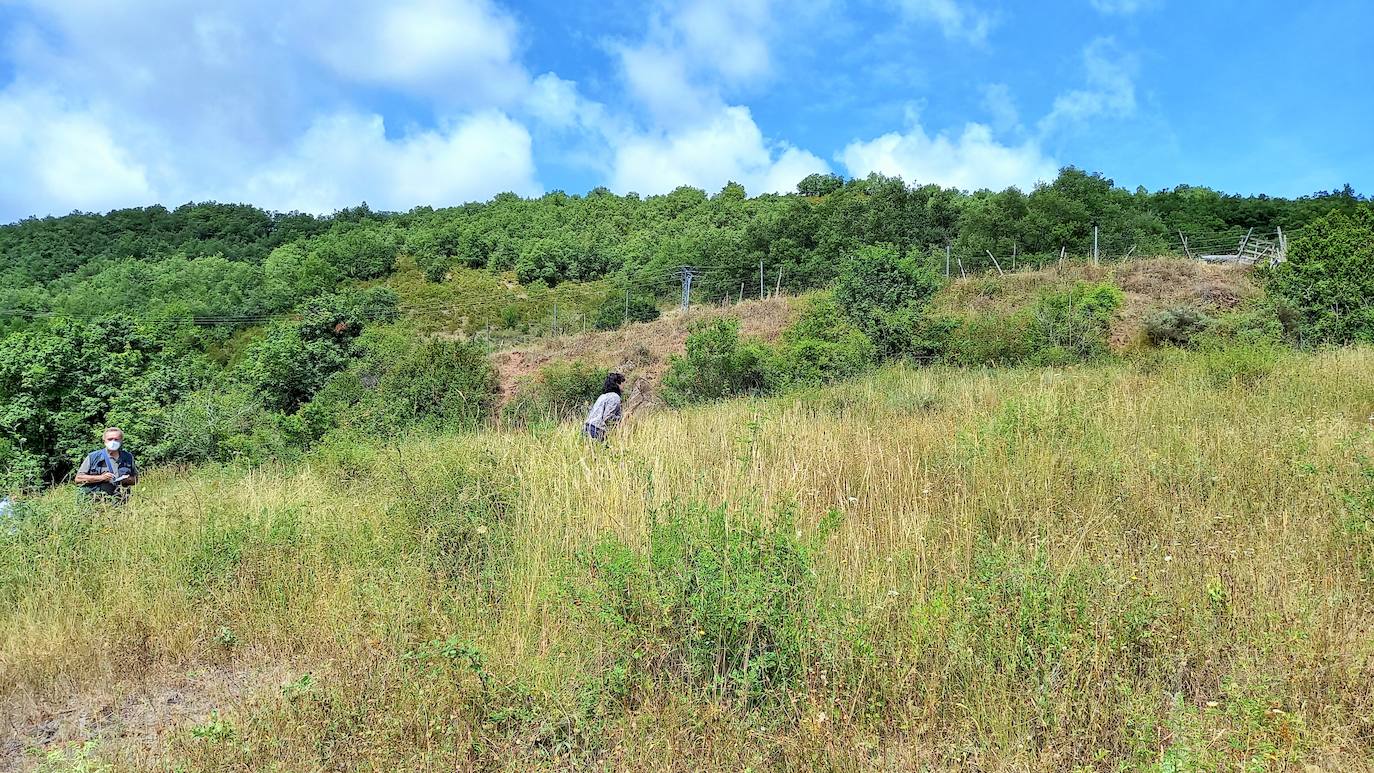 La Asociación Benéfico Cultural de Nieva de Cameros y la Asociación por el Medio Ambiente Rural en La Rioja han celebrado dos jornadas con el título 'Conociendo las mariposas'. Primero se celebró una en la aldea Montemediano, donde se lograron identificar fácilmente diecinueve especies el pasado 18 de julio, y después, el domingo 1 de agosto, se catalogaron una veintena de mariposas en Nieva, algunas tan singulares como la tigre.