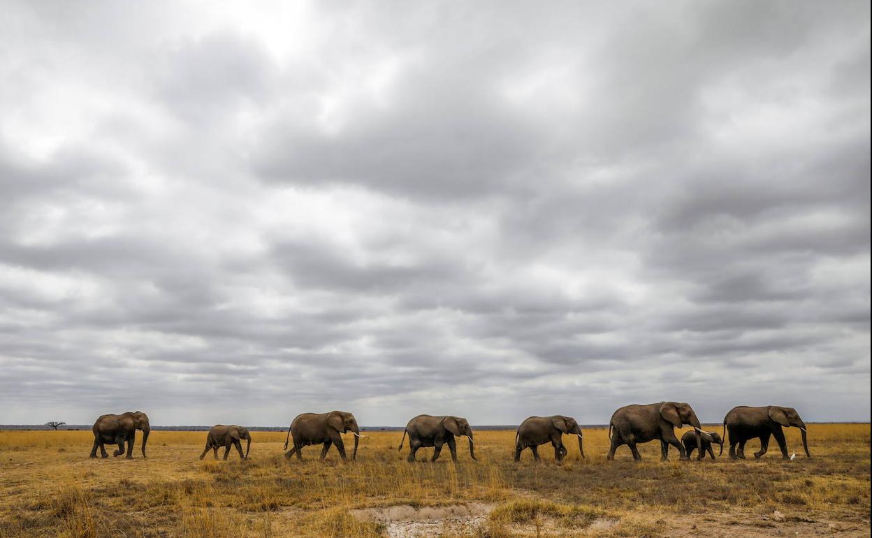 Una manada de elefantes camina por la sabana, en un paraje del parque nacional keniano de Amboseli.