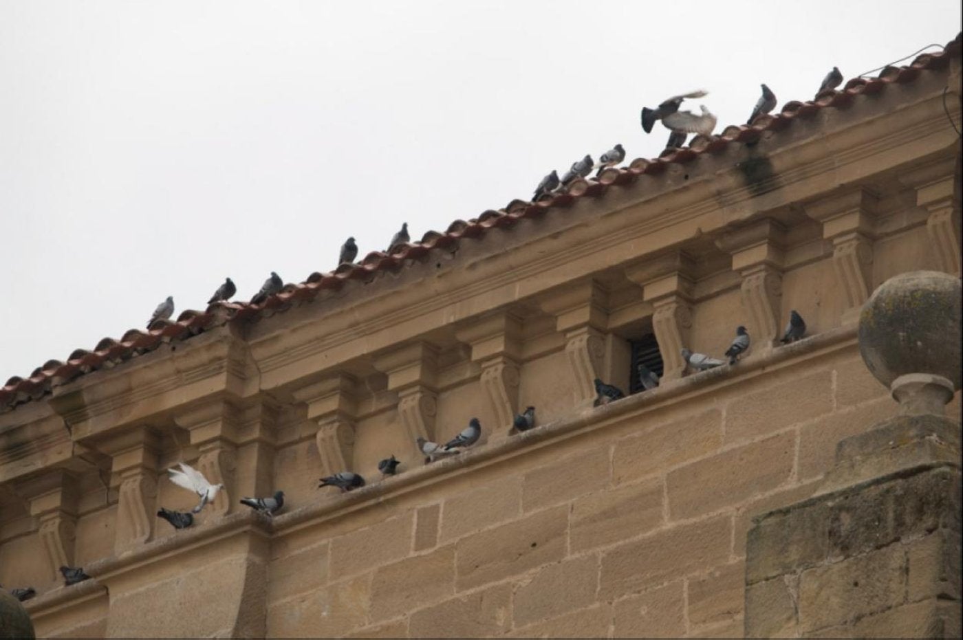 Una imagen de archivo de palomas en la iglesia de San Francisco. 