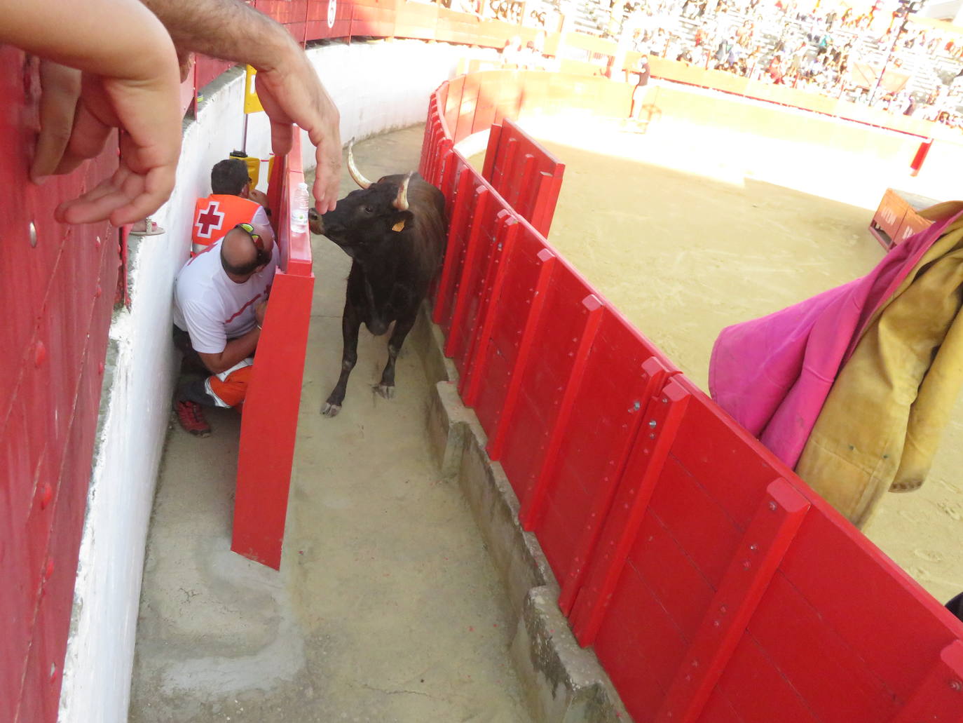 Fotos: La exhibición de bravura de las reses de Arriazu en la plaza de toros de Alfaro