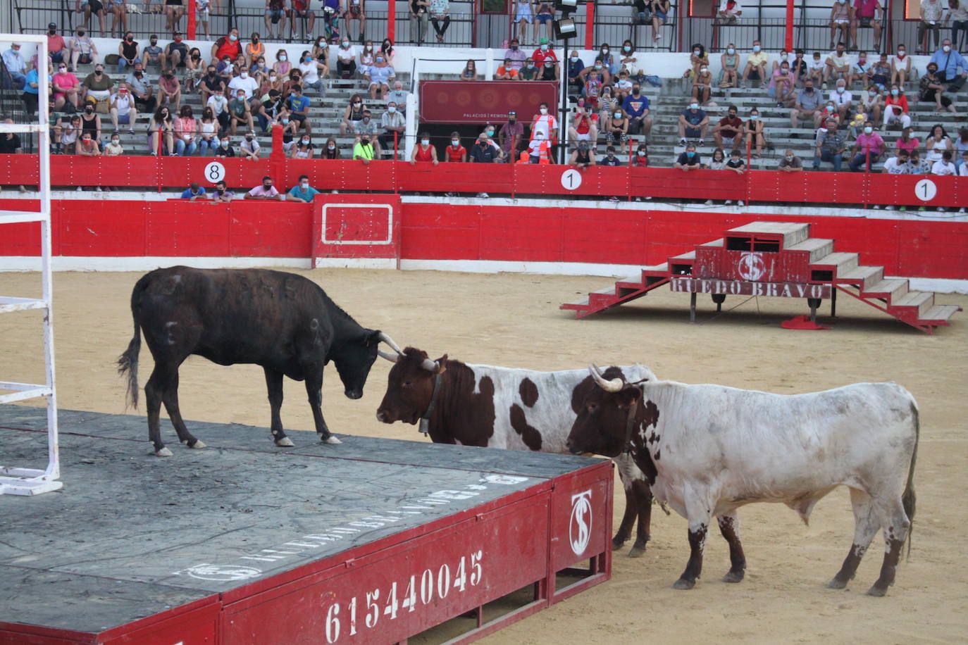 Fotos: La exhibición de bravura de las reses de Arriazu en la plaza de toros de Alfaro