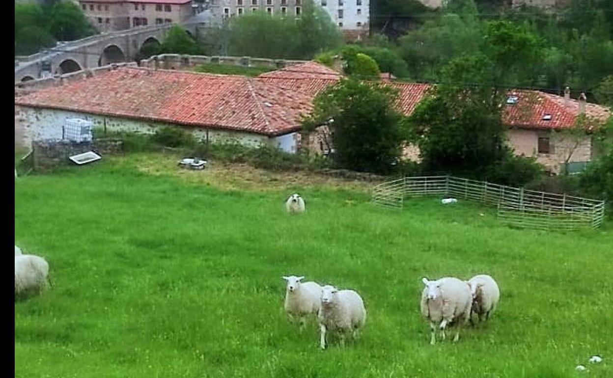 Ovejas en Villoslada. 