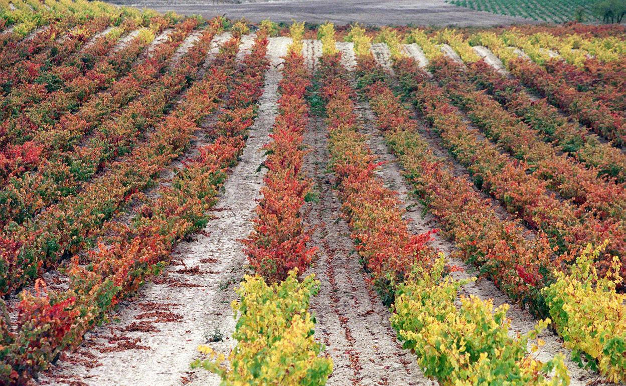 El Pleno de Logroño defiende la unidad de la DOCa Rioja frente a 'Viñedos de Álava'