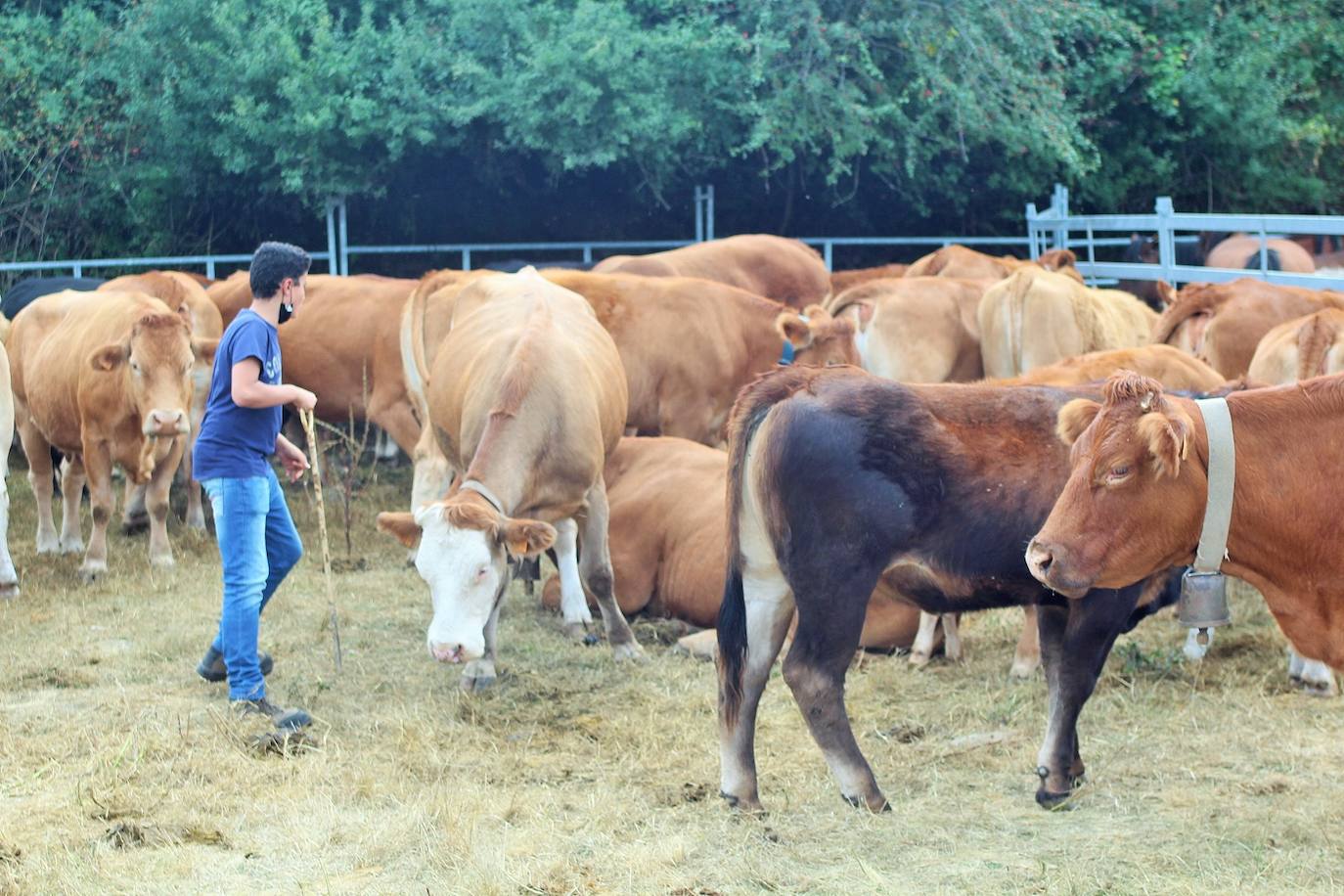 Fotos: Las imágenes de la feria ganadera de Villoslada