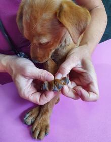 Imagen secundaria 2 - Un vecino de Arnedo, imputado por dar puñetazos a un cachorro de dos meses