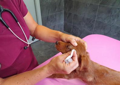 Imagen secundaria 1 - Un vecino de Arnedo, imputado por dar puñetazos a un cachorro de dos meses