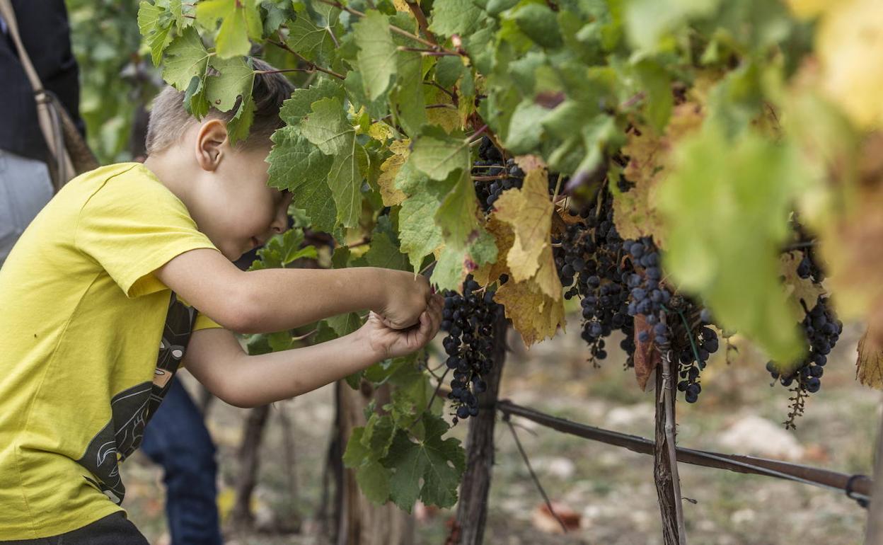 Un niño corta unas uvas en el viñedo del Parque de Jardinería en una edición anterior.