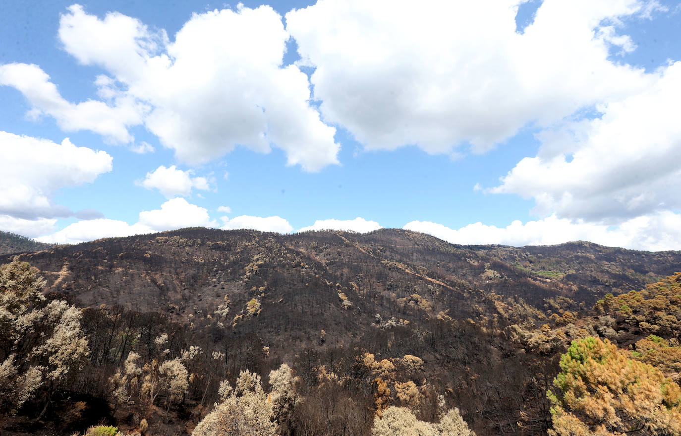 Fotos: Incendio en Sierra Bermeja