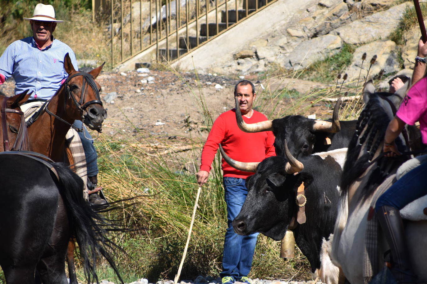 Fotos: La trashumancia se celebra en Rincón de Olivedo