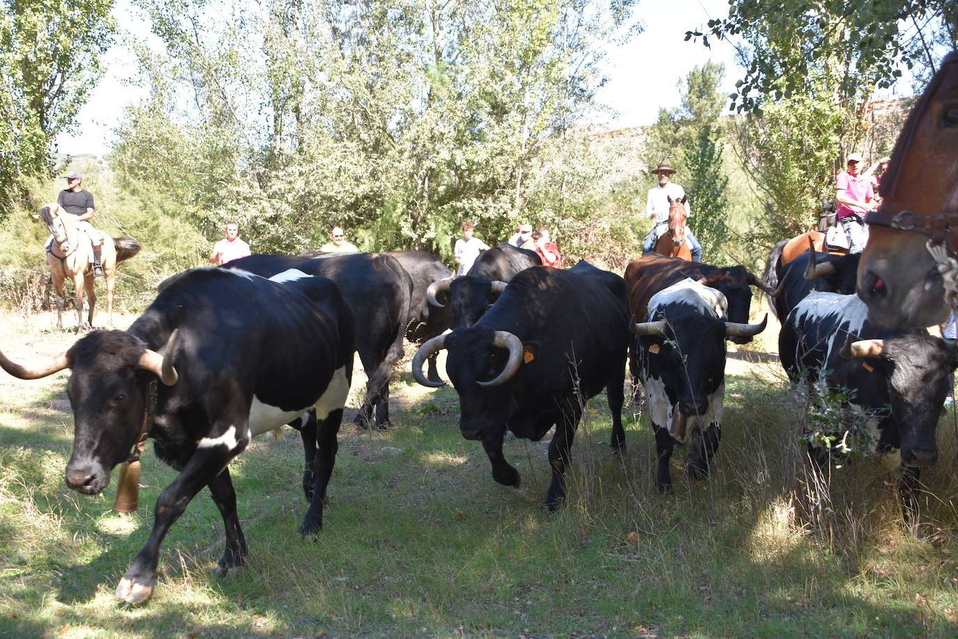 Fotos: La trashumancia se celebra en Rincón de Olivedo